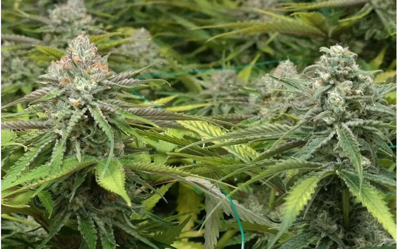 Peyote Cookies - Barney´s Farm Peyote Cookies - Barney´s Farm