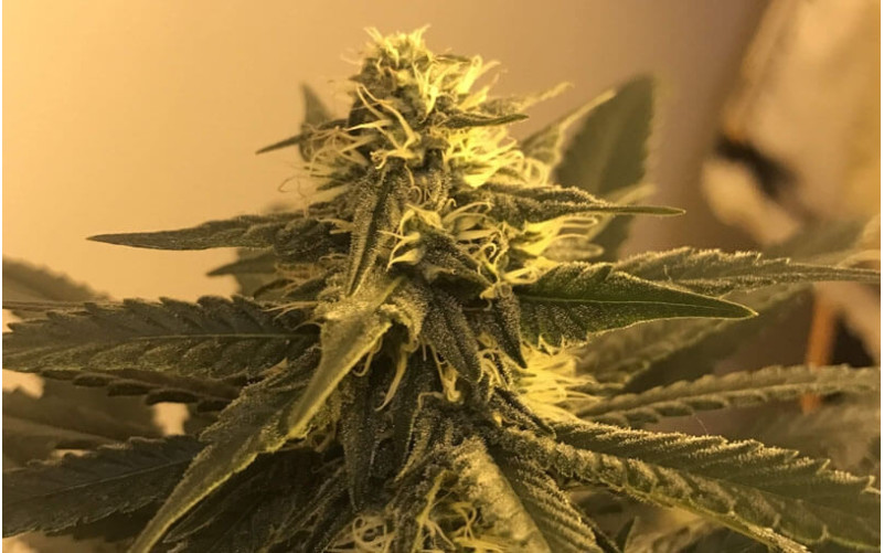 Blue Gelato 41™  - Barney´s Farm