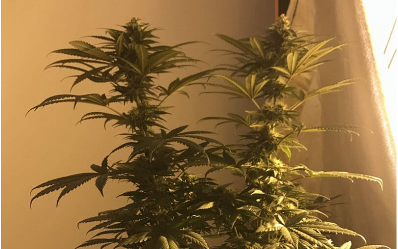 Blue Gelato 41™  - Barney´s Farm