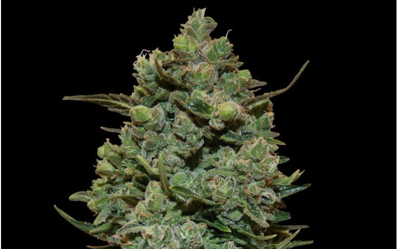 Cookies Kush - Barney´s Farm Cookies Kush - Barney´s Farm