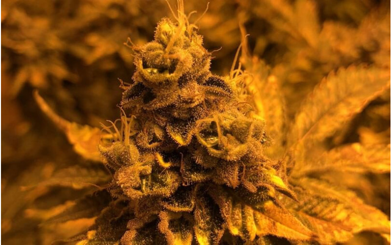 Cookies Kush - Barney´s Farm Cookies Kush - Barney´s Farm