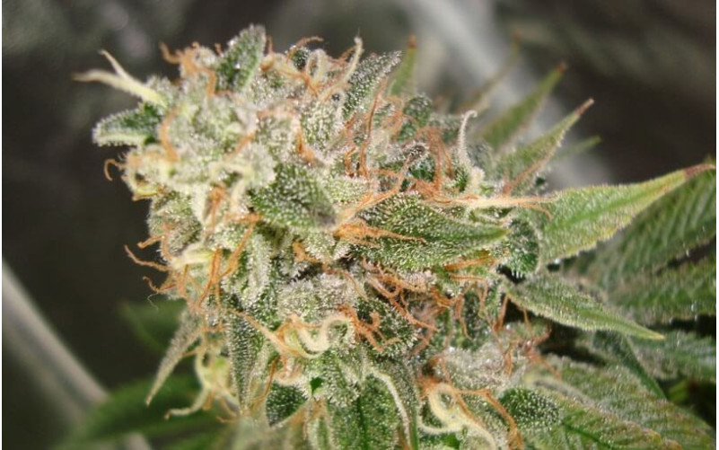 Cookies Kush - Barney´s Farm Cookies Kush - Barney´s Farm