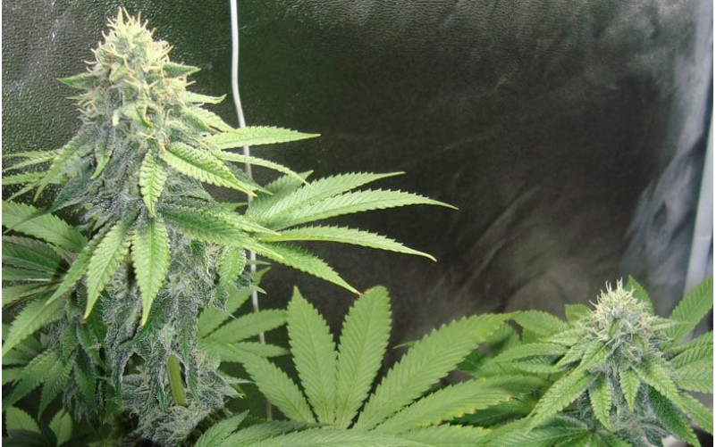 Cookies Kush - Barney´s Farm Cookies Kush - Barney´s Farm