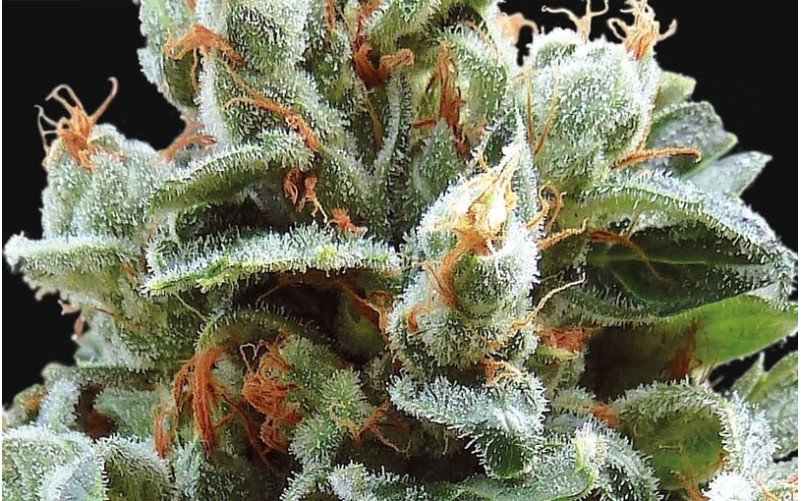 Vanilla Kush - Barney´s Farm Vanilla Kush - Barney´s Farm