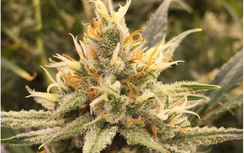 Vanilla Kush - Barney´s Farm Vanilla Kush - Barney´s Farm