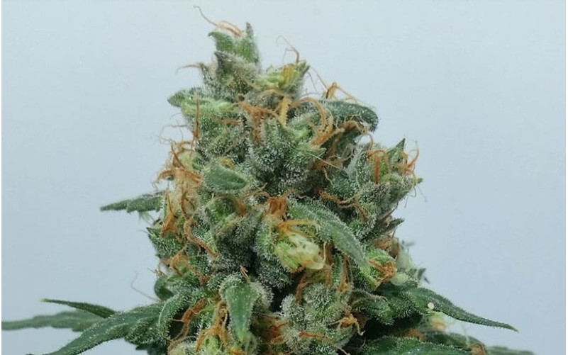 Vanilla Kush - Barney´s Farm Vanilla Kush - Barney´s Farm
