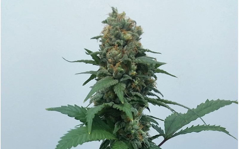 Vanilla Kush - Barney´s Farm Vanilla Kush - Barney´s Farm
