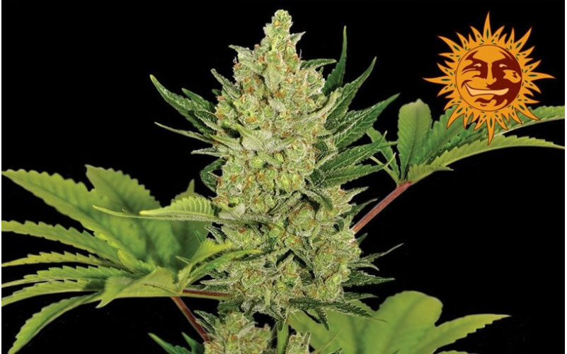 Blue Cheese Auto - Barney´s Farm