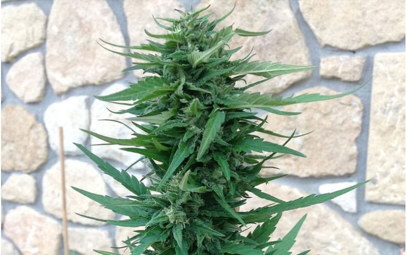 Blue Cheese Auto - Barney´s Farm
