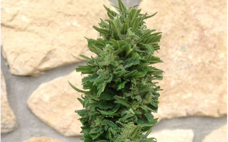 Blue Cheese Auto - Barney´s Farm