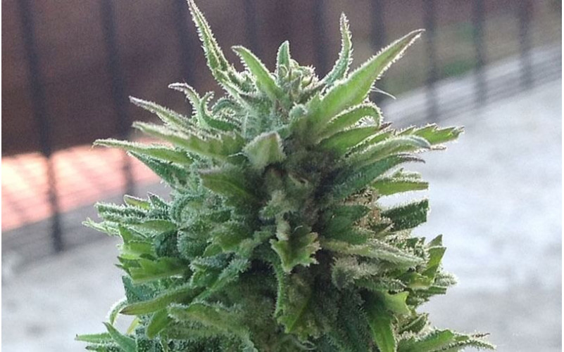 Blue Cheese Auto - Barney´s Farm