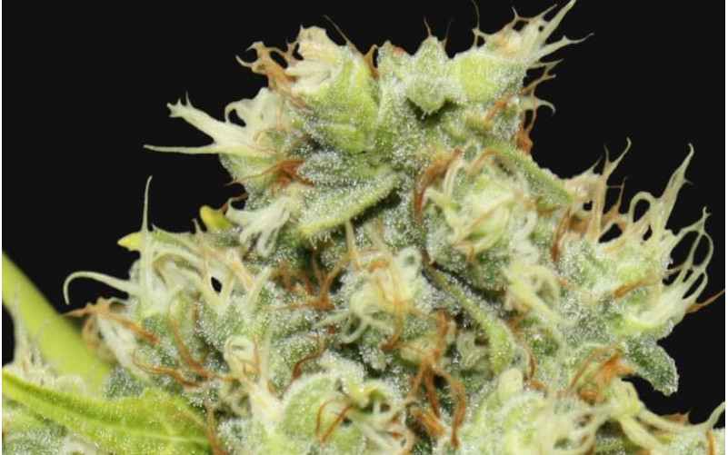 Pineapple Chunk - Barney´s Farm Pineapple Chunk - Barney´s Farm