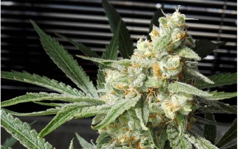 Pineapple Chunk - Barney´s Farm Pineapple Chunk - Barney´s Farm