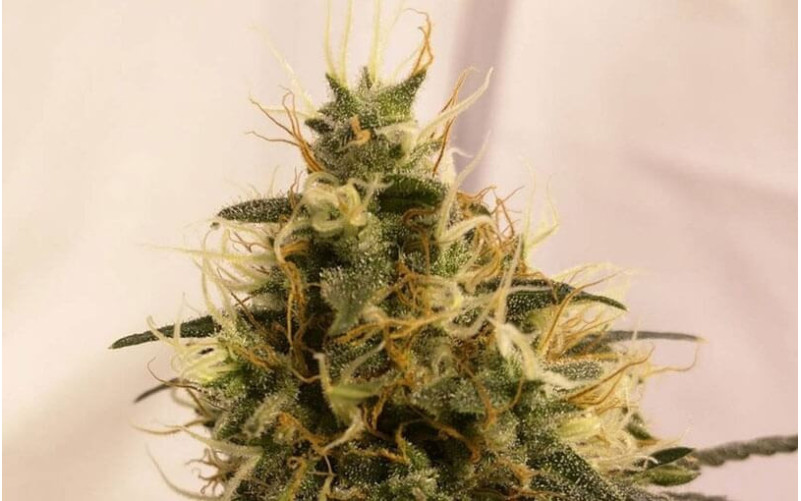 Pineapple Chunk - Barney´s Farm Pineapple Chunk - Barney´s Farm
