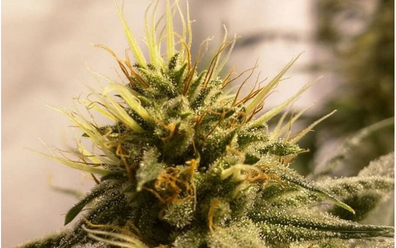 Pineapple Chunk - Barney´s Farm Pineapple Chunk - Barney´s Farm