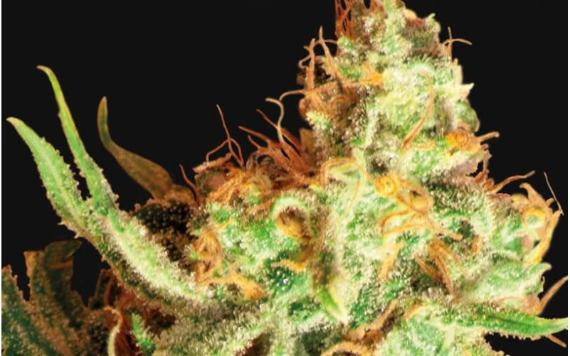 Red Dragon - Barney´s Farm Red Dragon - Barney´s Farm