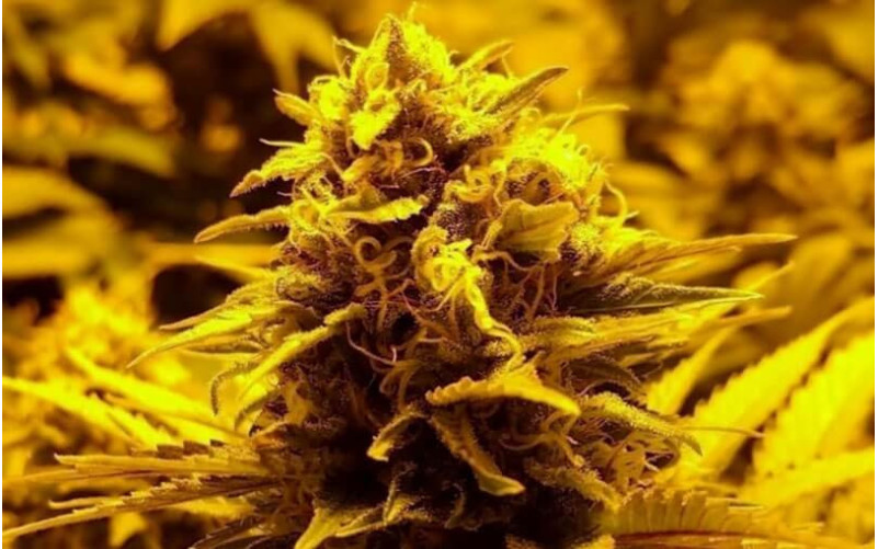 Red Dragon - Barney´s Farm Red Dragon - Barney´s Farm