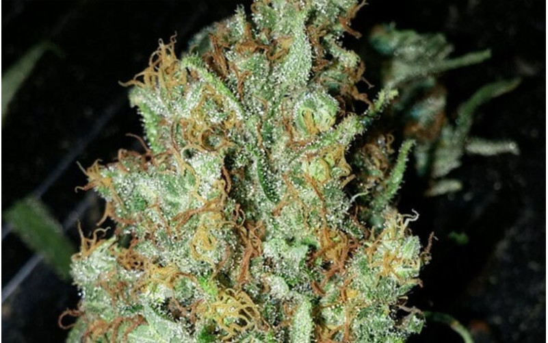 Red Dragon - Barney´s Farm Red Dragon - Barney´s Farm