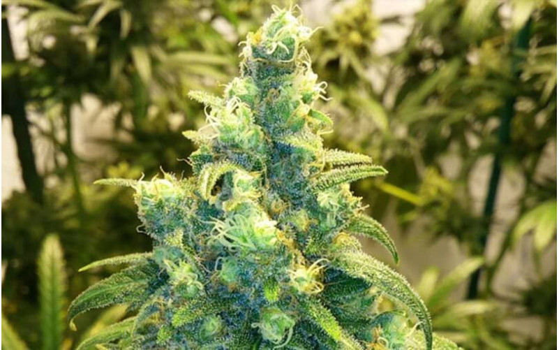 Red Dragon - Barney´s Farm Red Dragon - Barney´s Farm