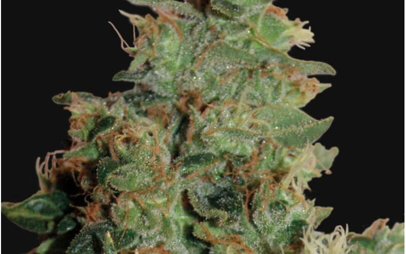 Tangerine Dream - Barney´s Farm