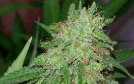 Tangerine Dream - Barney´s Farm