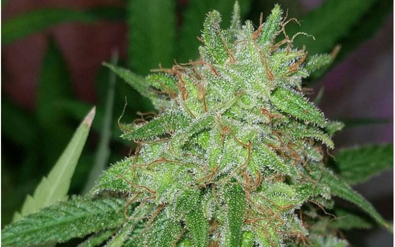 Tangerine Dream - Barney´s Farm