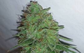 Tangerine Dream - Barney´s Farm