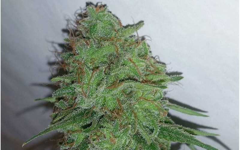 Tangerine Dream - Barney´s Farm