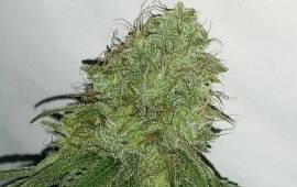 Tangerine Dream - Barney´s Farm
