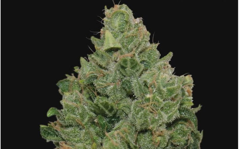 Top Dawg - Barney´s Farm Top Dawg - Barney´s Farm