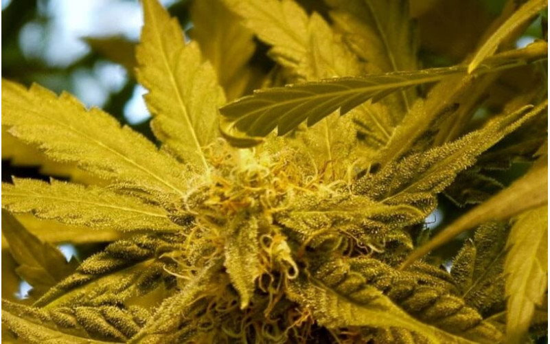 Top Dawg - Barney´s Farm Top Dawg - Barney´s Farm