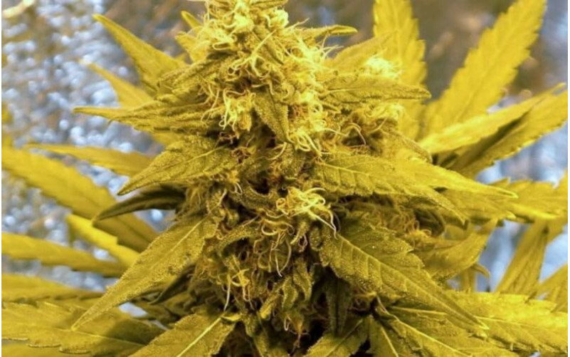 Top Dawg - Barney´s Farm Top Dawg - Barney´s Farm