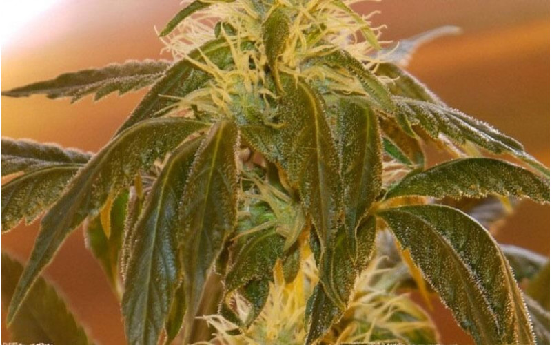 Top Dawg - Barney´s Farm Top Dawg - Barney´s Farm