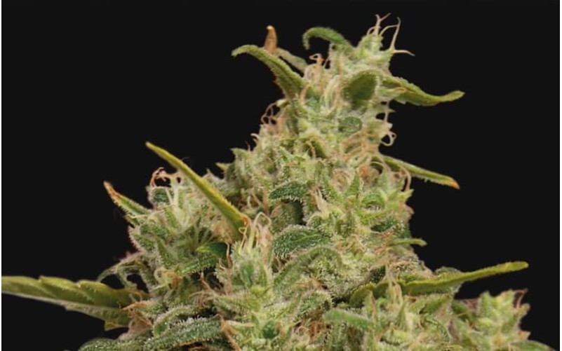 Sweet Tooth - Barney´s Farm