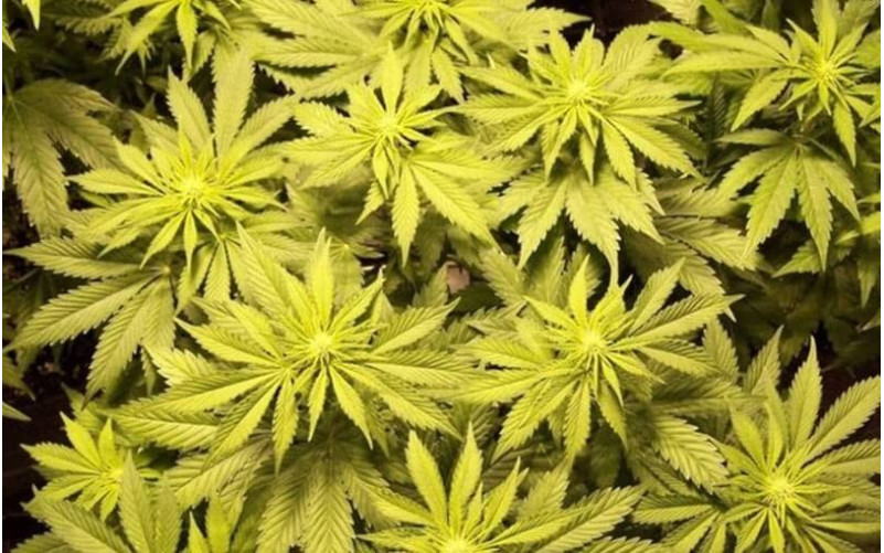 Sweet Tooth - Barney´s Farm