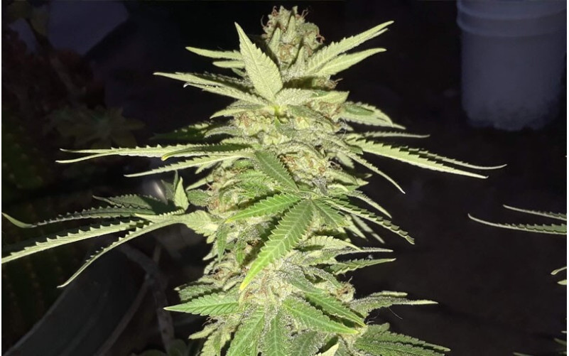 Sweet Tooth - Barney´s Farm