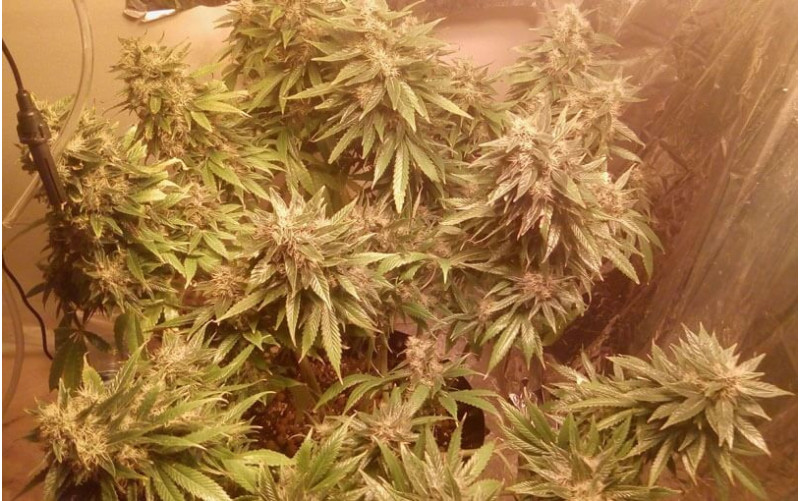 Sweet Tooth - Barney´s Farm