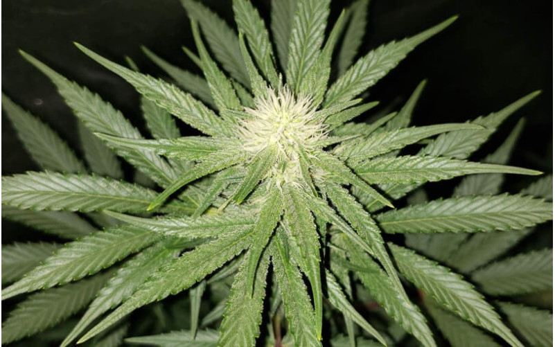 Red Diesel - Barneys Farm´s Red Diesel - Barneys Farm´s