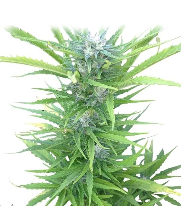 Northern Light Automatic - Royal Queen Seeds AUTOFLOWERING