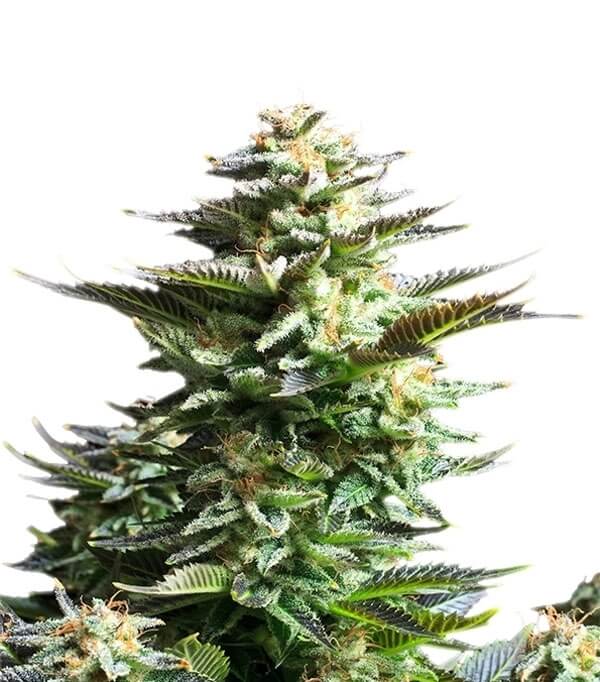 Amnesia CBD - 23% CBD. Cannabis Legal