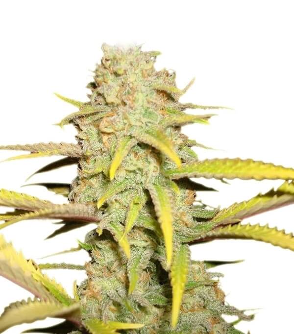 Information about O.G. Kush by Royal Queen Seeds OG Kush of Royal Queen See...