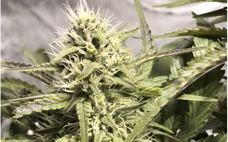 Amnesia Haze - Royal Queen Seeds Amnesia Haze - Royal Queen Seeds