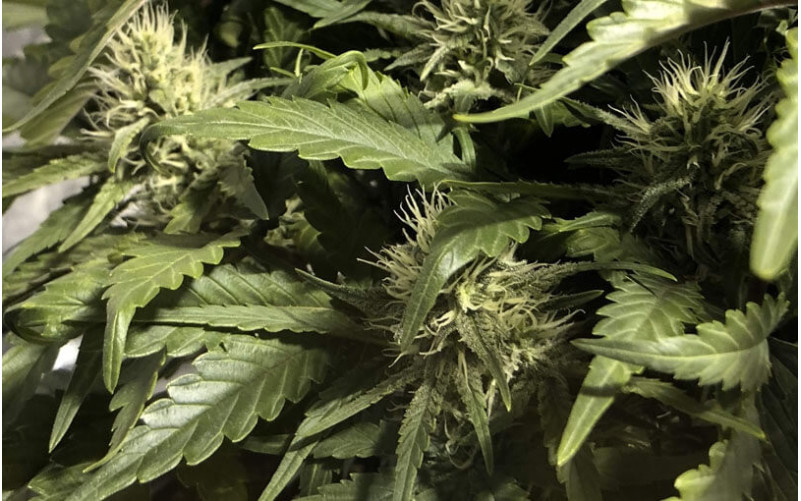 Amnesia Haze - Royal Queen Seeds Amnesia Haze - Royal Queen Seeds