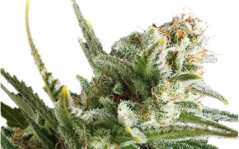 Amnesia Haze - Royal Queen Seeds Amnesia Haze - Royal Queen Seeds