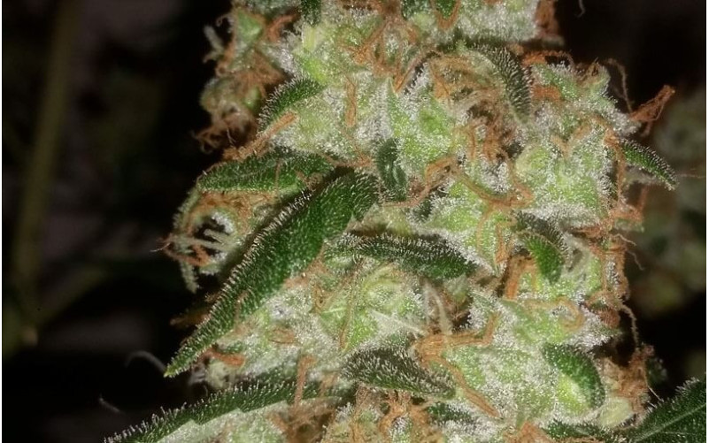 Amnesia Haze - Royal Queen Seeds Amnesia Haze - Royal Queen Seeds