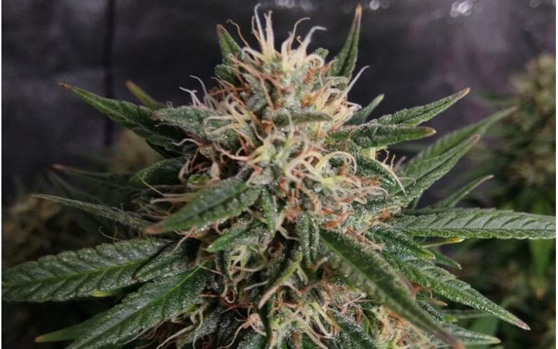 Amnesia Haze Auto - Royal Queen Seeds Amnesia Haze Auto - Royal Queen Seeds