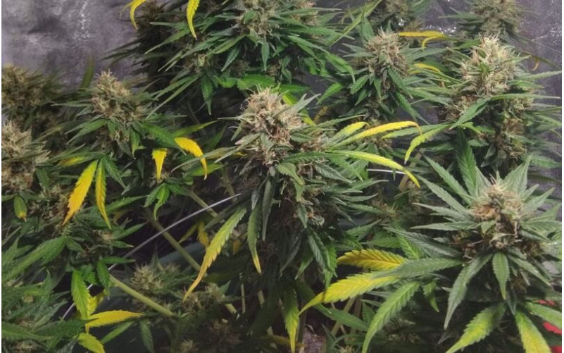 Amnesia Haze Auto - Royal Queen Seeds Amnesia Haze Auto - Royal Queen Seeds