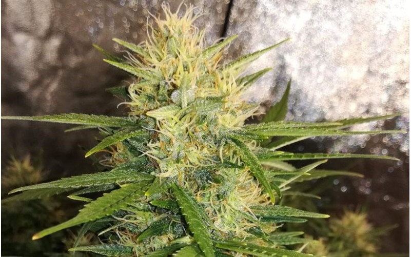 Amnesia Haze Auto - Royal Queen Seeds Amnesia Haze Auto - Royal Queen Seeds