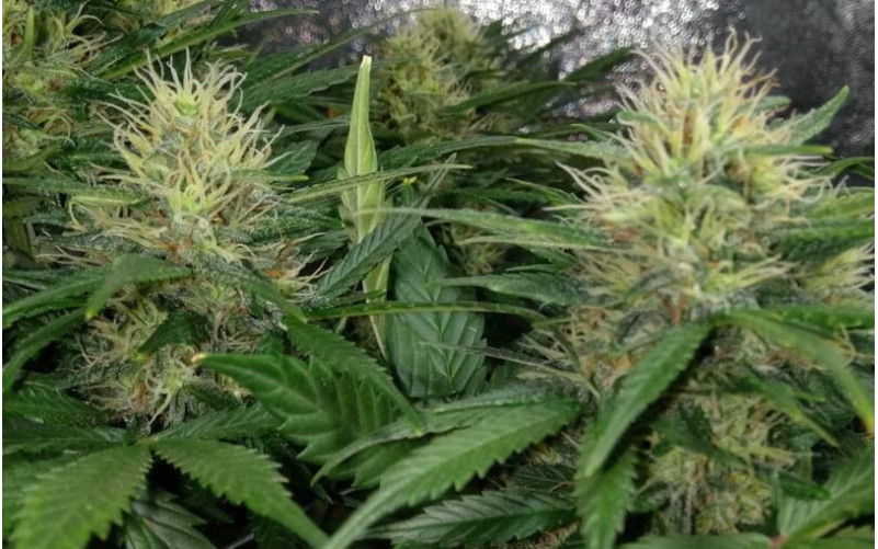 Amnesia Haze Auto - Royal Queen Seeds Amnesia Haze Auto - Royal Queen Seeds