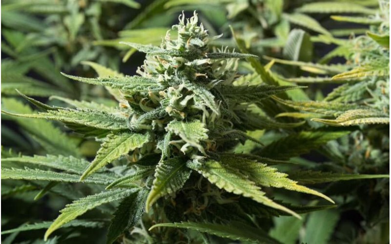 Bubblegum XL - Royal Queen Seeds